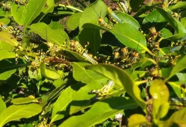 gafanhotos em plantação , foto divulgação Senasa