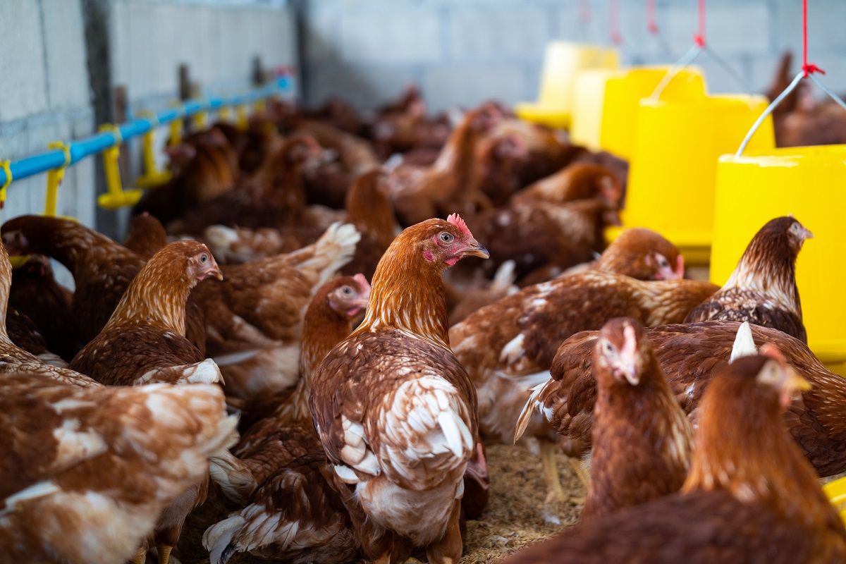 Caso de gripe aviária no Sul leva a medidas sanitárias em Minas Gerais. | tawatchai07/Freepik