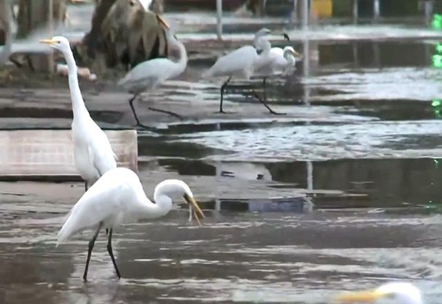 Garças comem peixes mortos em avenida inundada de Porto Alegre 