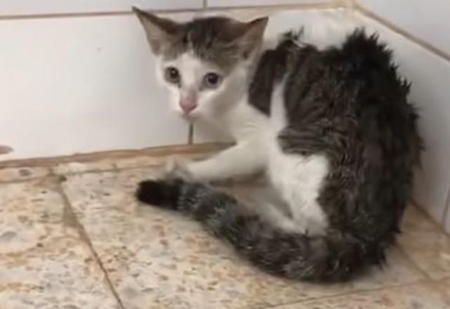 Gata atacada por três tigres é adotada por princesa de Dubai