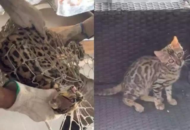 gato bengal