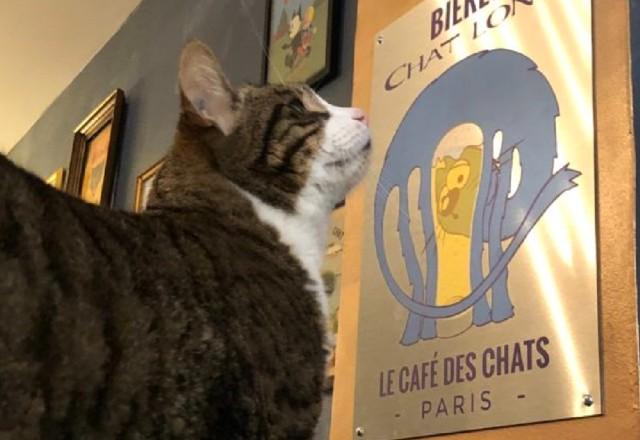 gato em paris no café