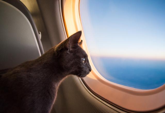 gato no avião