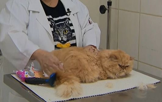 Especialistas alertam para riscos de banho em gatos | Reprodução