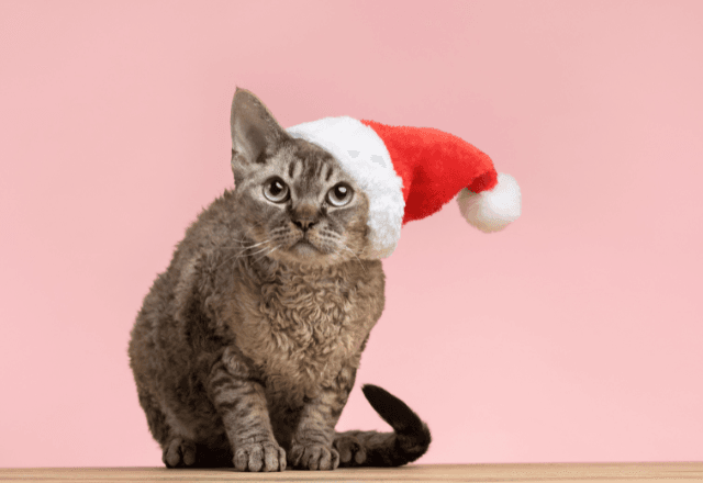 Cuidados para manter os pets seguros durante as festas de fim de ano | Reprodução