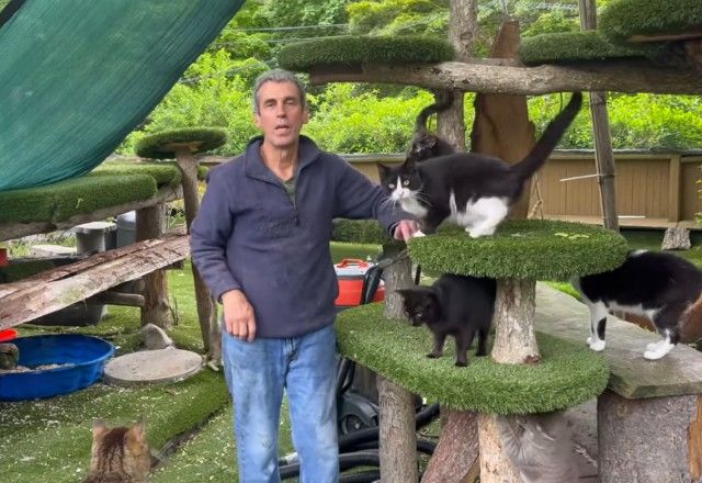 Incêndio destrói abrigo de gatos em Nova York e mata fundador e mais de 100 felinos