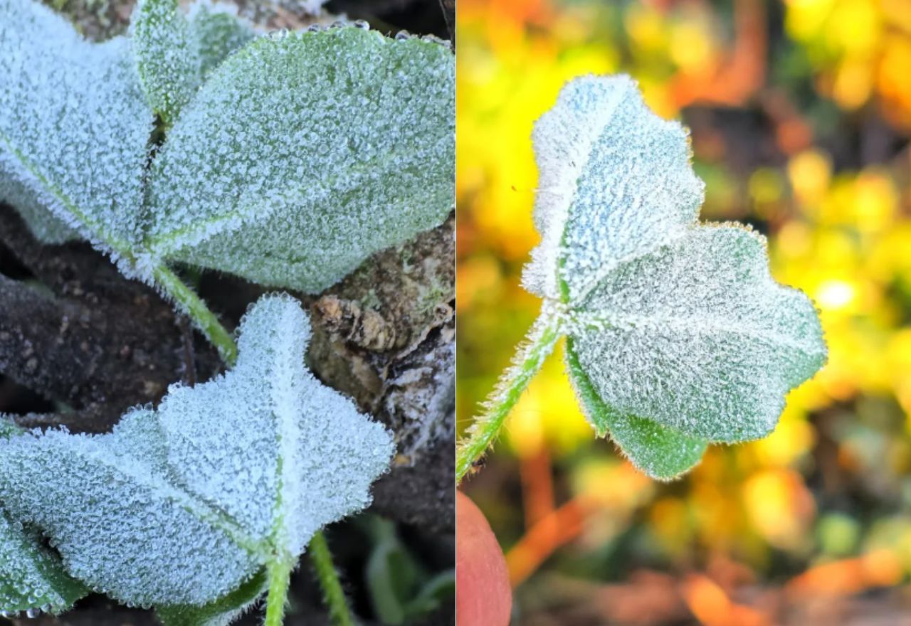 Serra Catarinense registra 18ª geada e marca -1,4°C | Reprodução/Mycchel Legnaghi