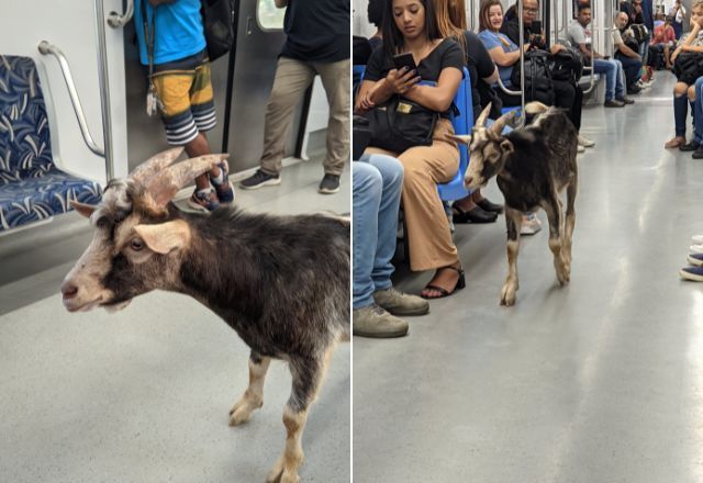 Bode flagrado em trem da CPTM/ Reprodução Twitter/@gowoncake