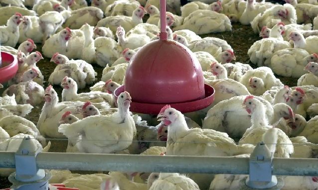 Arábia Saudita e Chile retomam importações de aves do Brasil