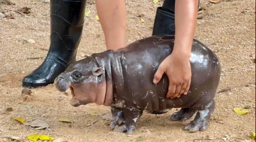 Hipopótamo pigmeu vira sensação na internet e atrai multidões em zoológico na Tailândia