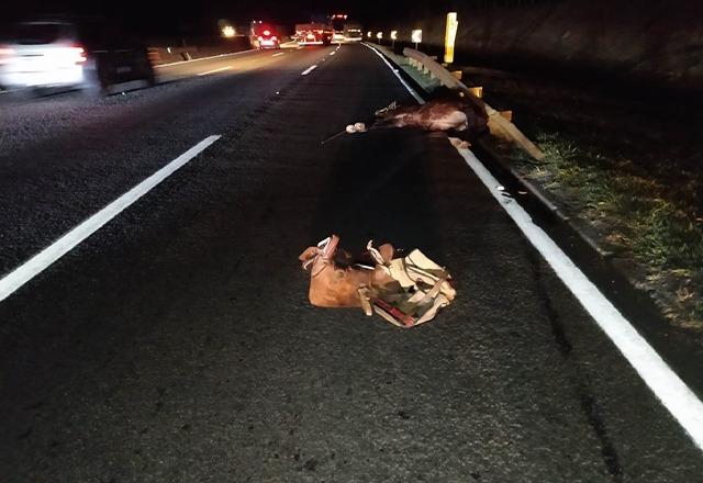imagem borrada do cavalo e da sela jogados na pista