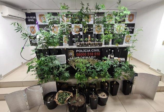 imagem mostra apreensão de pés de maconha e equipamentos de cultivo