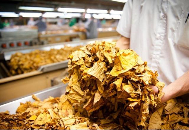 imagem produção tabaco