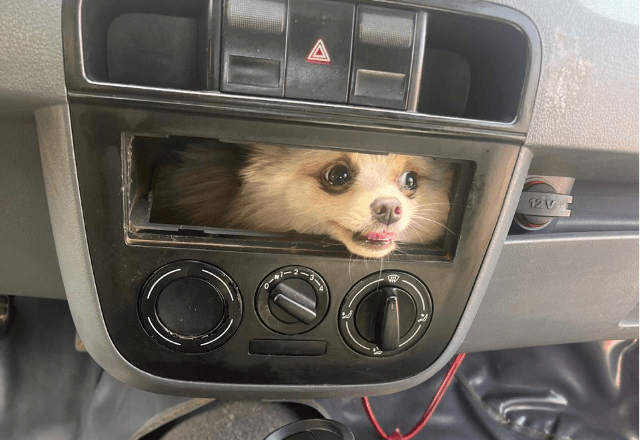 Cadela fica presa em painel de carro e é resgatada por bombeiros em Luziânia (GO)