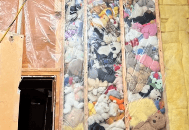Homem encontra 115 bichos de pelúcia atrás de parede e começa a doá-los ao redor do mundo