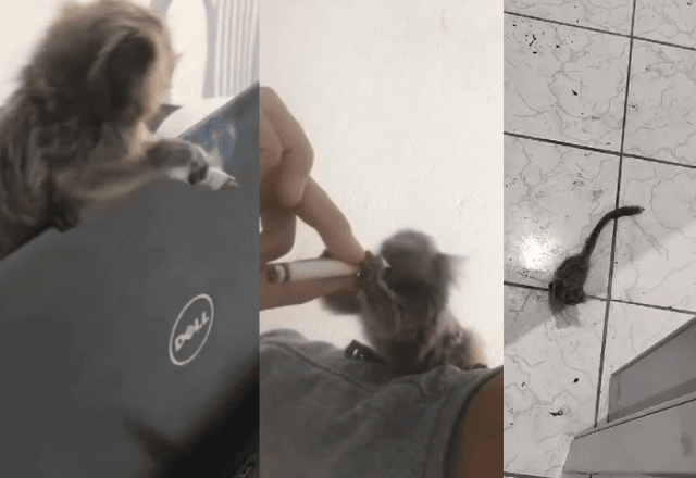 Homem é preso por oferecer álcool e drogas a sagui
