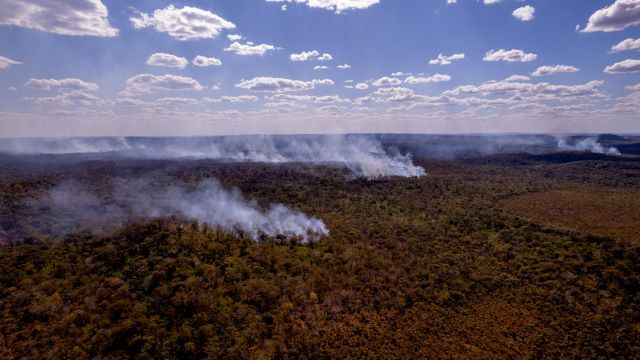 Redução da vida selvagem foi de 73% em cinco décadas, sem contar impactos de incêndios florestais no Brasil | Reprodução/WWF