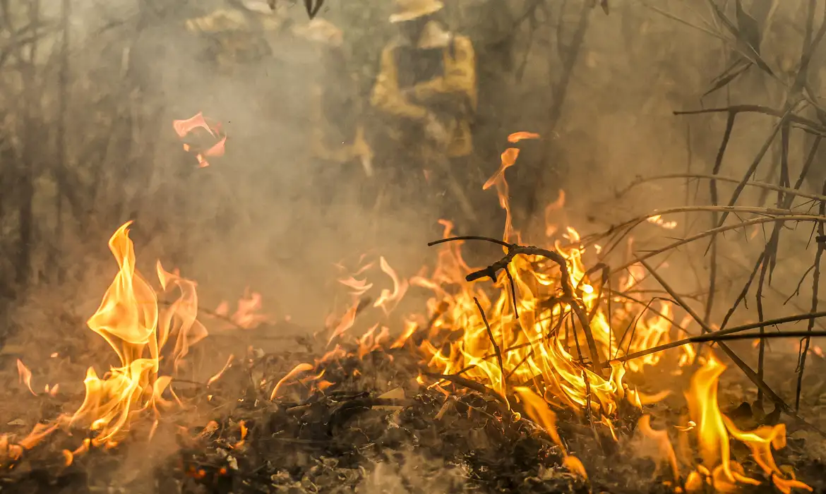 Pantanal bateu recordes de incêndios em 2024; Mato Grosso do Sul afirma que chamas foram controladas| Marcelo Camargo/Agência Brasil