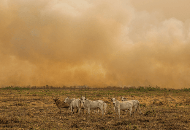 Boiada próxima a focos de incêndios no Pantanal em novembro de 2023 | Divulgação/Joédson Alves/Agência Brasil