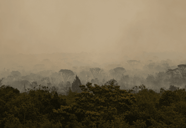 Celina afirmou que o governo está utilizando de toda oportunidade midiática, mas que, mesmo assim, ainda tiveram “144 focos de incêndio florestal” somente na segunda (16) | Reprodução Marcelo Camargo/Agência Brasil