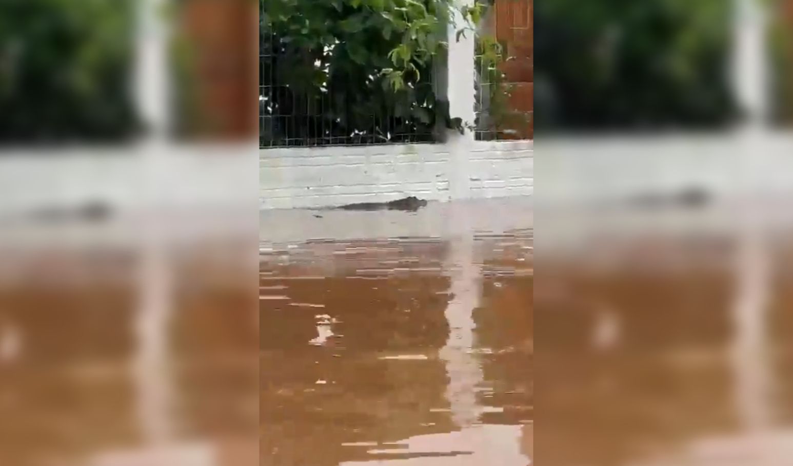 Jacaré é visto em avenida de Porto Alegre após enchente (Reprodução/Twitter)