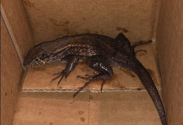 Colombiana deu água e transferiu o animal de lugar | Reprodução/Redes Sociais