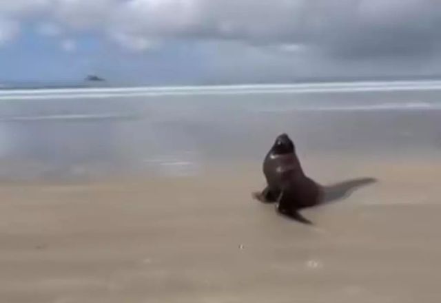Leão-marinho na praia do litoral de São Paulo | Reprodução