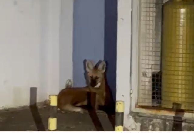Lobo-guará é resgatado após ser visto nas ruas de Foz do Iguaçu | Foto: Reprodução