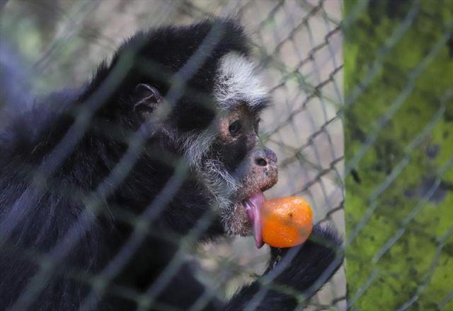 macaca se refrescando com um picolé