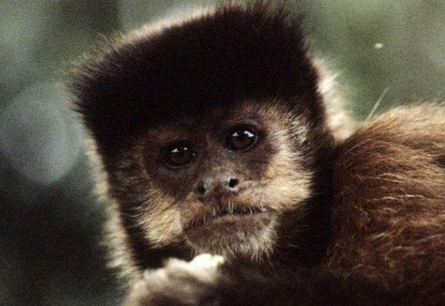 macaco