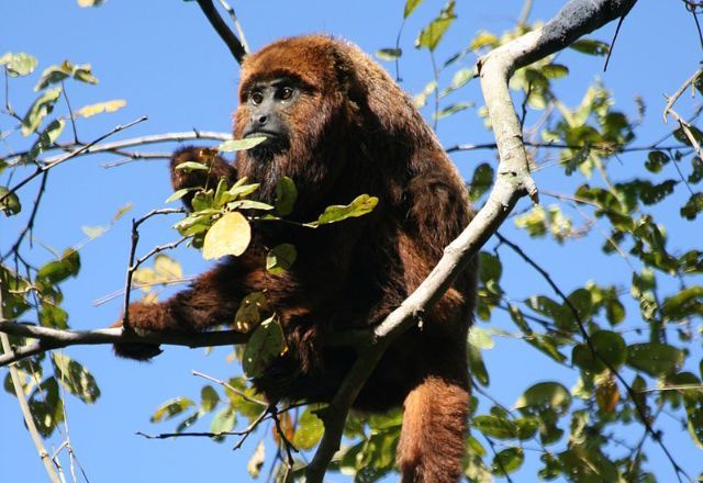 Foto ilustrativa de macaco bugio, mesma espécie dos encontrados mortos por febre amarela no campus da USP em Ribeirão Preto | Foto: Reprodução/Flickr