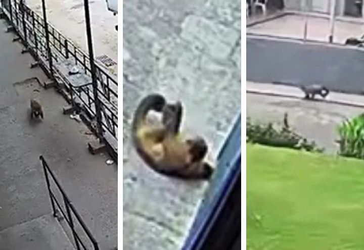 Flagra: Macaco foge de zoológico e vai parar em presídio no RJ