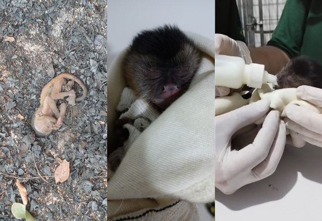 Filhote de macaco-prego é resgatado de incêndio no Pantanal; veja fotos Filhote de macaco-prego é resgatado de incêndio no Pantanal; veja fotos