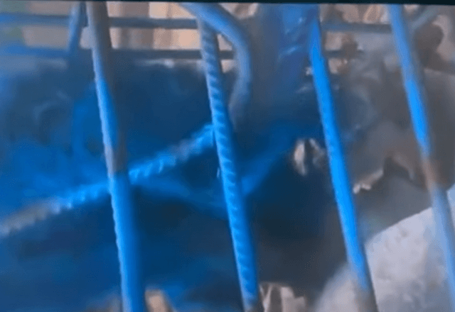 Homem pinta macaco de azul para "dar lição" e evitar roubo de comida em MG
