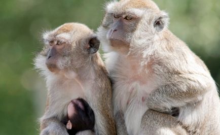 43 macacos escapam de laboratório nos Estados Unidos