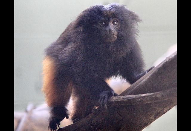 macaquinho