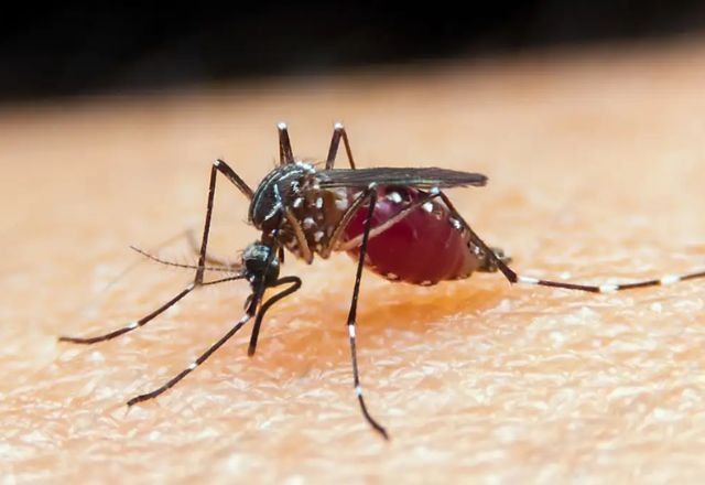 mosquito malária