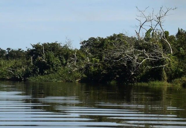Às vésperas da COP30, estados brasileiros aderem a movimento global para proteção dos manguezais | Tânia Rêgo/Agência Brasil