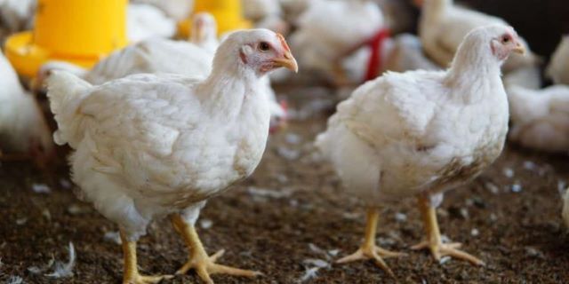 Ministério da Agricultura declara emergência zoossanitária no Rio Grande do Sul