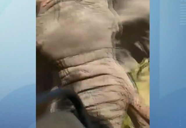 Elefante ataca e mata turista durante safari; cinco ficam feridos