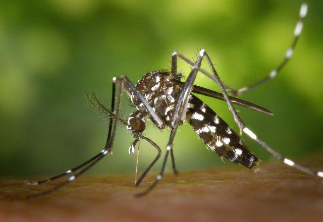 mosquito aedes aegypti
