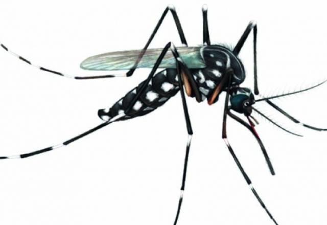 mosquito aedes egypti - divulgação