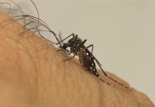 mosquito da dengue - aedes aegypti