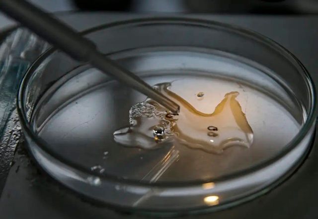 Estudo detecta vírus zika e chikungunya em ovos de mosquitos Aedes