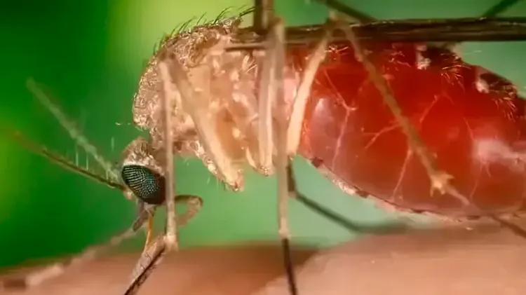 Mosquito "maruim", um dos transmissores da febre Oropouche | Conselho Federal de Farmácia/Divulgação
