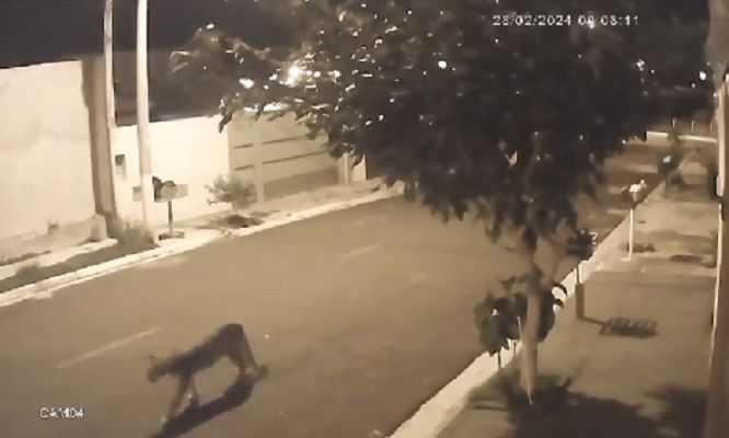 Mulher dá de cara com onça-parda ao sair para trabalhar no interior de SP