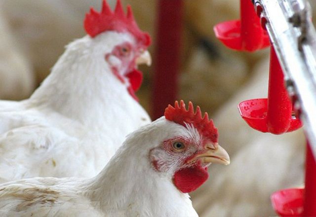 O Brasil suspendeu as exportações de frango e derivados para 42 países e a União Europeia, após a confirmação de um caso de doença de Newcastle em uma granja comercial localizada em Anta Gorda (RS) | Ascom/Cidasc
