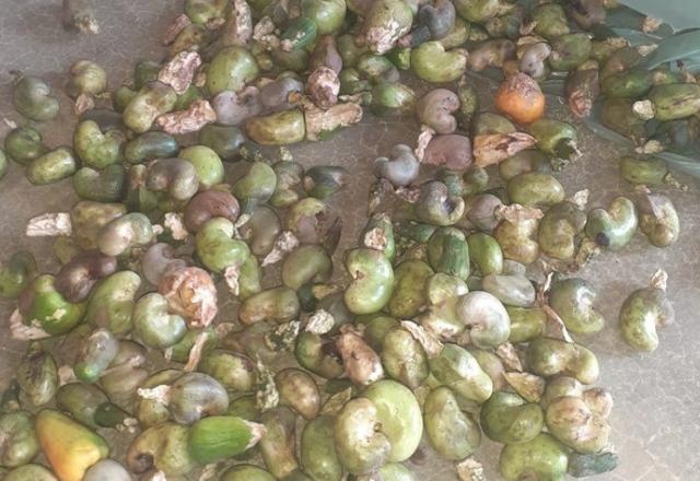 o fruto caju atacado pelo besouro