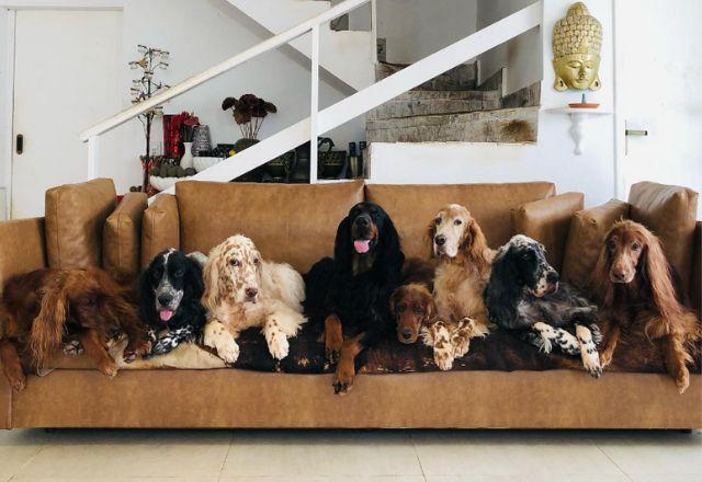 oito cachorros da raça Setter deitados em sofá