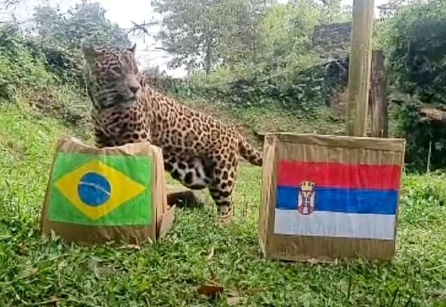 onça adivinha resultado